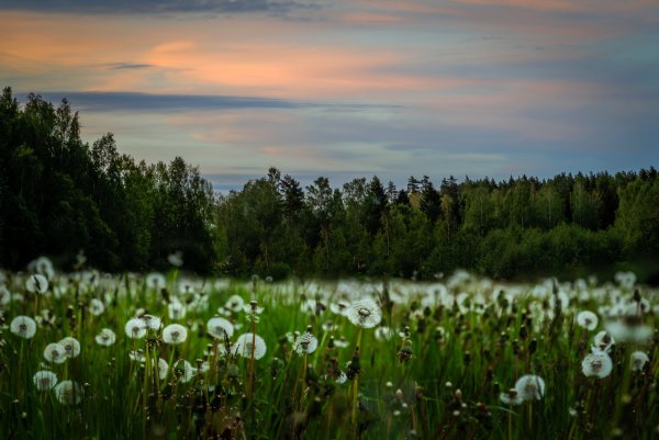 Поле одуванчиков