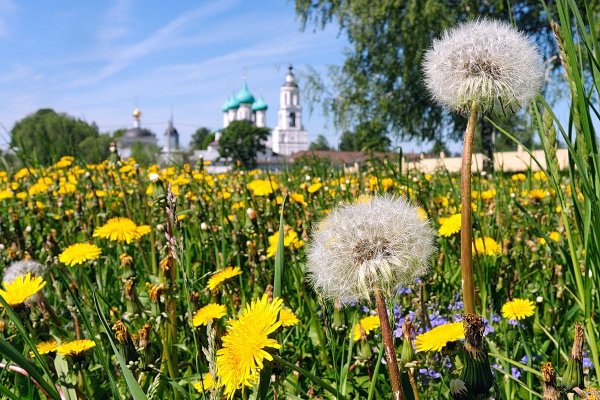 Лето одуванчики
