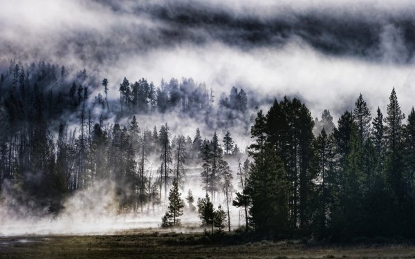Лес в тумане