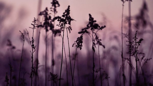 Природа перед грозой