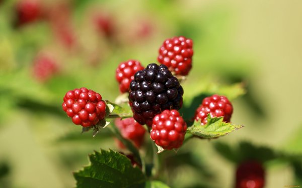 Ягоды в лесу