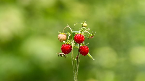 Брусника в лесу Карелия