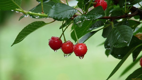 Клубника обои