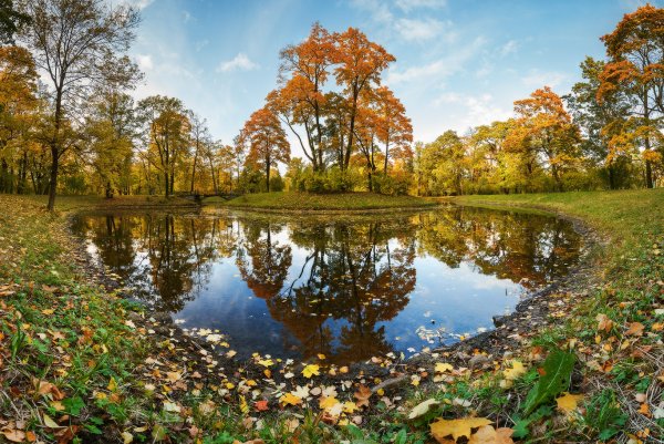 Царское село лес