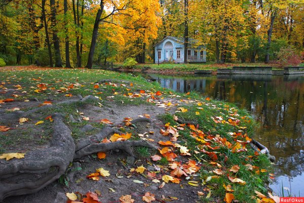 Пушкин в лесу