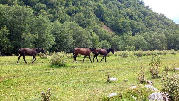 Карачаево-Черкесская Республика