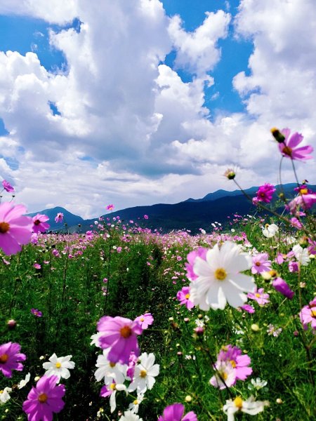 Летняя природа