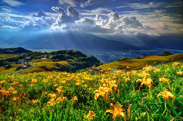 Красивая природа цветов