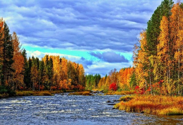 Лес осенью Республика Коми