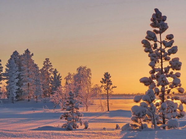 Печора Север лес Ухта
