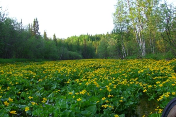 Республика Коми лето