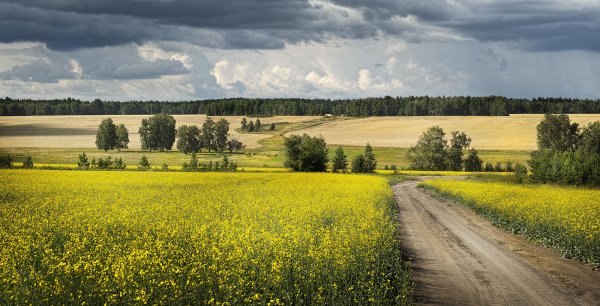 Курганская область пейзажи природы Курганская область
