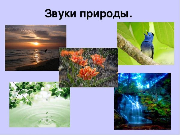 Звуки живой природы