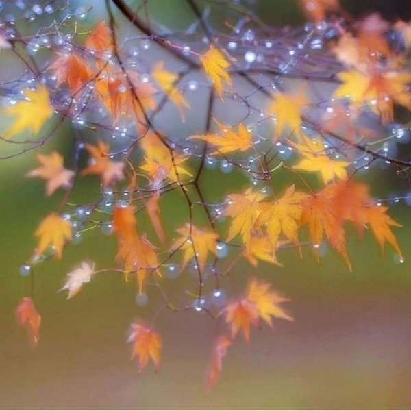 Серая природа