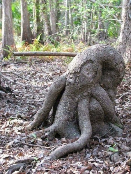 Деревья похожие на людей