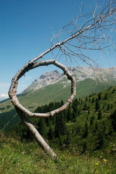 Страшное дерево