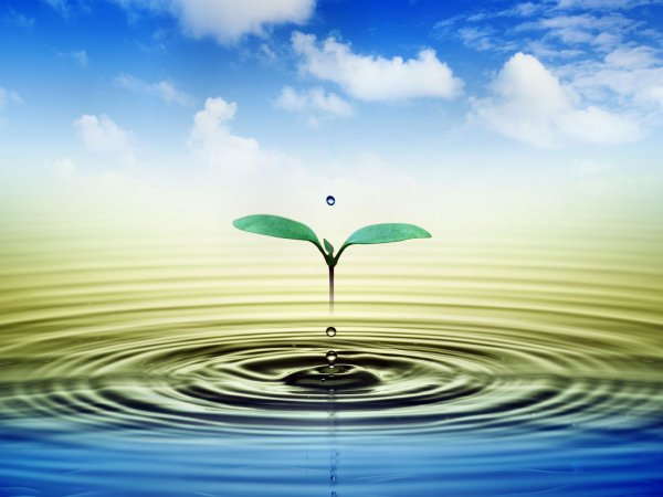 Условия прорастания семян