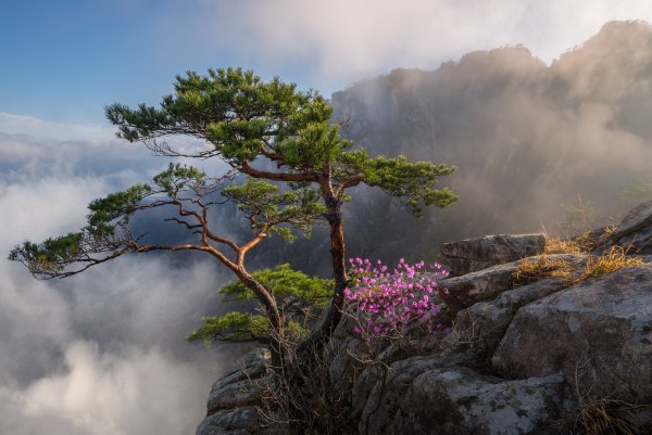 Jaeyoun Ryu фотограф