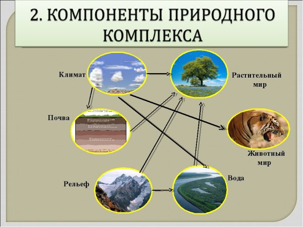 Компоненты природного комплекса