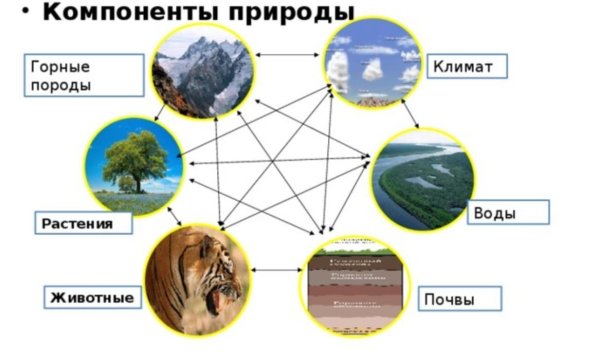 Компоненты природного комплекса