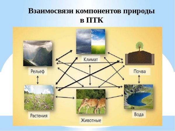 Взаимосвязь компонентов природы