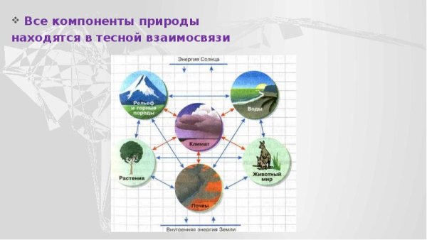 Взаимосвязь компонентов природы