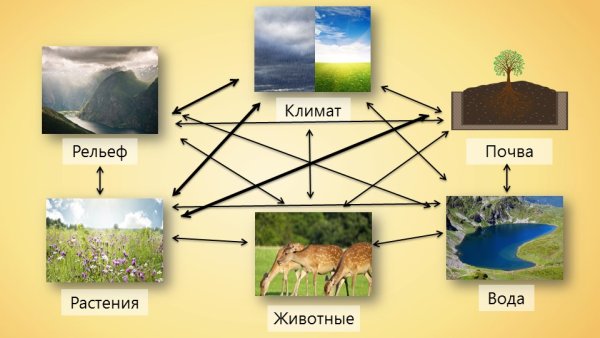 Схема природного комплекса