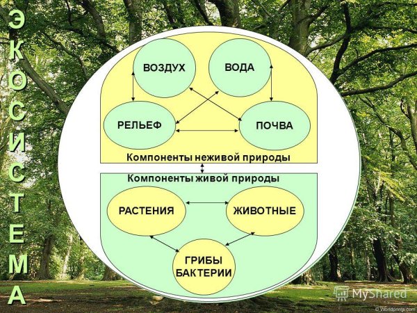 Взаимосвязь элементов природы