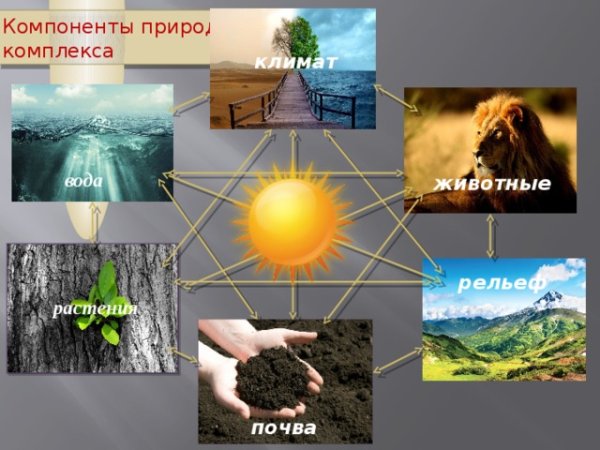 Самосвязи природных компонентов