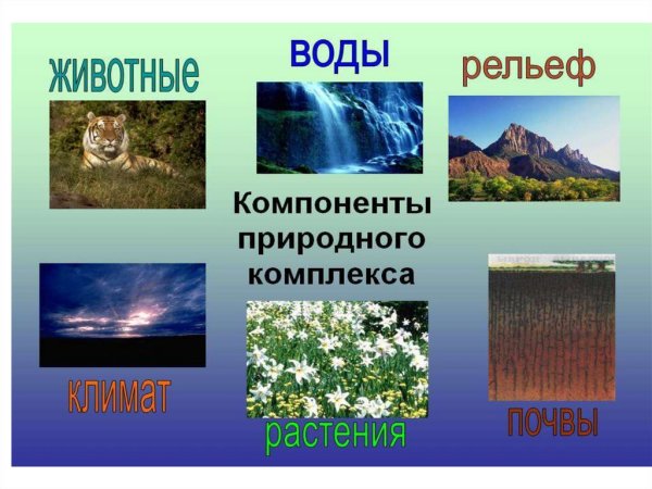 Растения и животный мир почв