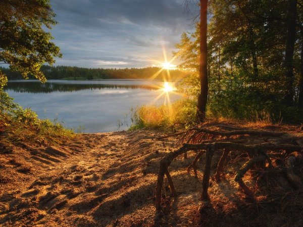 Летняя природа