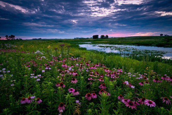 Лето июнь природа