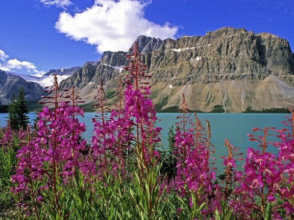 Банф национальный парк Флора