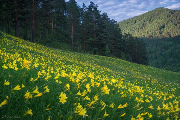 Альпийские Луга Италии