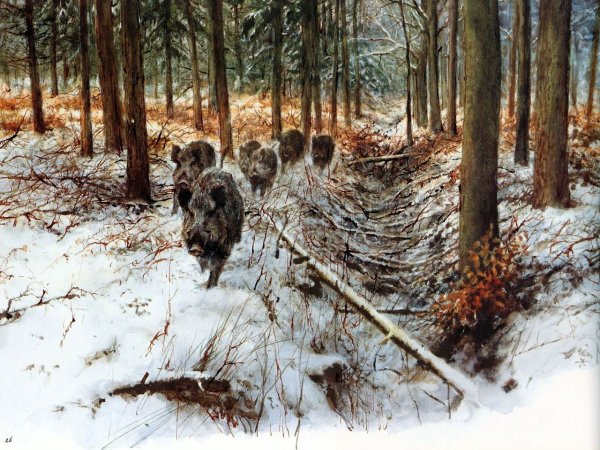 Медведь художник Рин Поортвлит (rien Poortvliet)