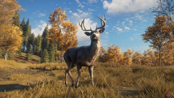 The Hunter Call of the Wild