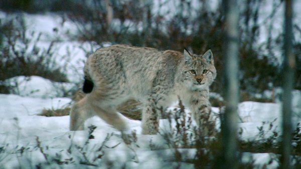 THEHUNTER: Call of the Wild (2017)