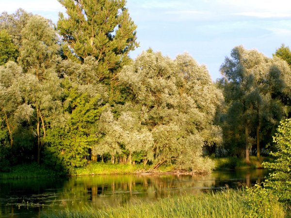 Крапивенское Городище Шебекино