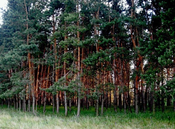 Река Нежеголь Белгородская область