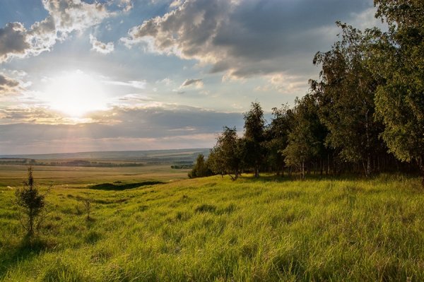 Луга среднерусской лесостепи