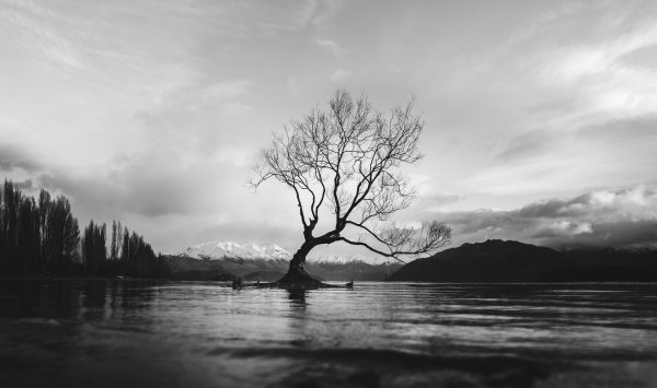 Чёрно-белая природа