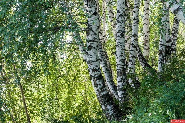 Советские фотографии природы