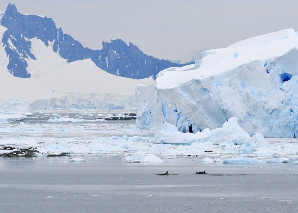 Антарктика Antarctica 2008