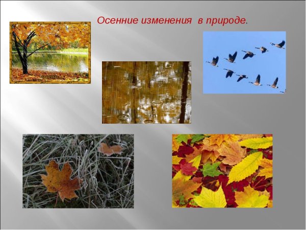Осенние явления в живой и неживой природе