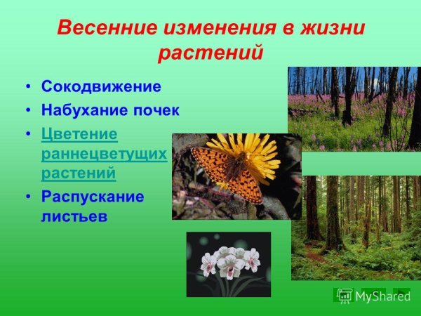 Весенние явления в неживой природе