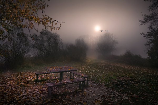 Мрачный осенний лес