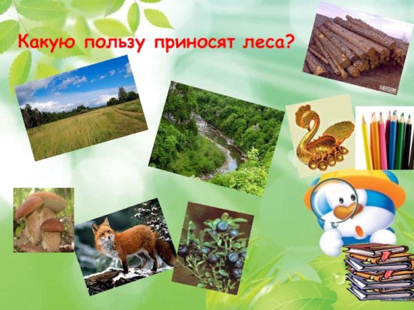 Какую пользу приносит лес