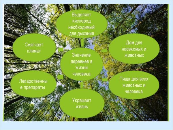 Значимость деревьев в жизни человека