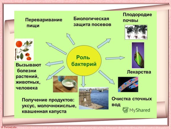 Экологичное дерево