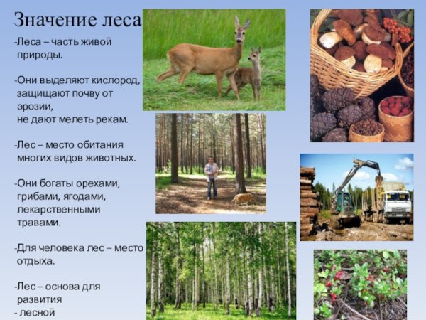 Растения в жизни человека